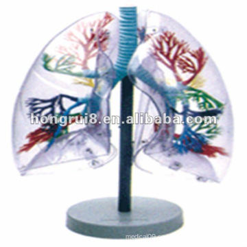 Modelo de segmento pulmonar transparente ISO, modelo de anatomía del pulmón humano HR-330